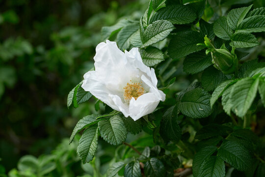 white rosehip flower on a natural background.