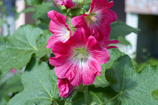 Red-pink hollyhock flower 