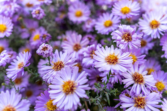 Many fragrant aster flowers close-up. Background with purple flowers