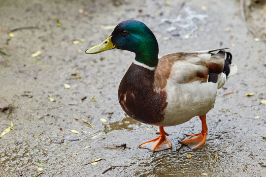 duck on the river