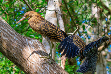 bird in a tree