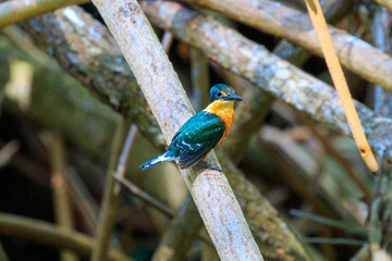kingfisher on a branch