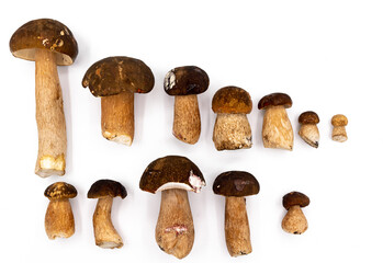 A number of forest mushrooms of different sizes and shapes on a plain white background. Lots of white mushrooms