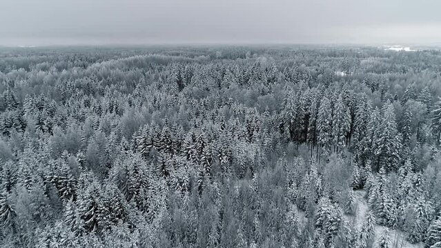Aerial drone forward moving shot over beautiful snow covered pine and fir forest on a cloudy day. A dense coniferous spruce forest covered with thick layer of white snow.