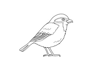 モズ　県鳥（大阪府）モノクロ	