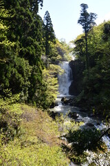 Fototapeta na wymiar 奈曽の白滝