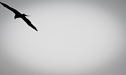 Obraz premium flying seagull in the sky