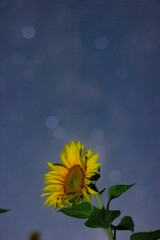 sunflower against blue sky