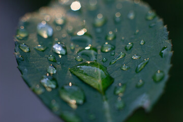 water drops on leaf