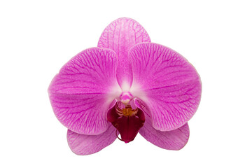Fototapeta na wymiar Beautiful purple orchid, phalaenopsis, in the garden