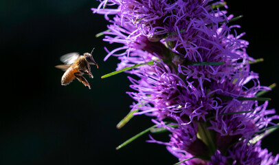 A honey bee hovers over to beautiful purple color flower in dark background