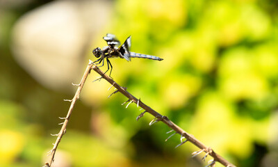 A beautiful dragonfly lands on a tip of a leave or stick to have a quick nap in dreamy background