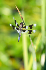 A beautiful dragonfly lands on a tip of a leave or stick to have a quick nap in dreamy background