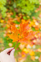 It's a very nice detail in nature. Hand with big orange leaf with a heart-shaped hole on it up close. Autumn landscapes in the background.yellow maple leaf with a heart carved in the middle lies