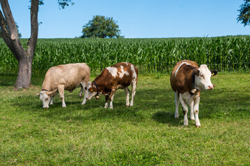 Fototapeta na wymiar Three cows outdoors on the meadow in Austria
