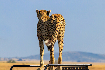 Portrait of a cheetah (Acinonyx jubatus) © olyasolodenko