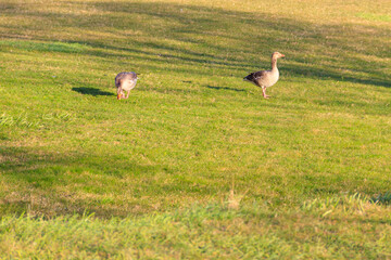 Greylag geese (Anser anser) on the green grass