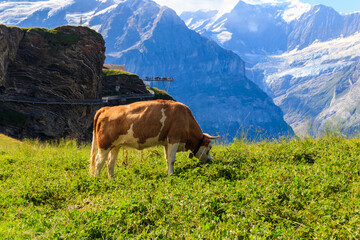 Naklejka premium Cow grazing on an alpine meadow on First Mountain high above Grindelwald, Switzerland