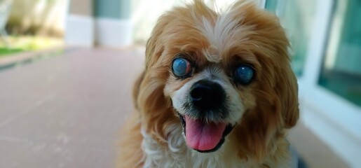 old lhasa apso was cataract eyes 