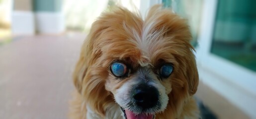 Close-up of a Lhasa Apso dog with cataract eyes.