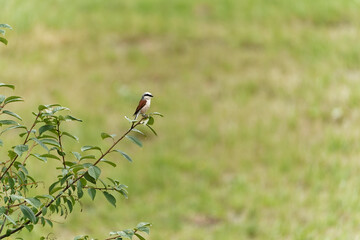 Neuntöter, Lanius collurio