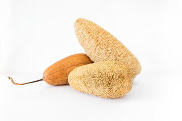 Natural spong natural product, dry Luffa fruit and sponge on white background