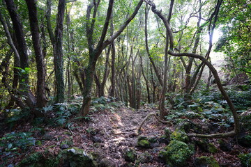 thick wild forest in autumn