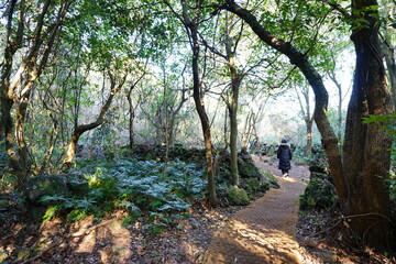 thick wild forest in autumn