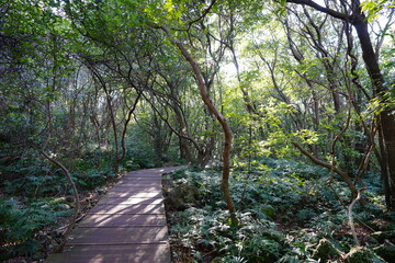 forest walkway in the gleaming sunlight