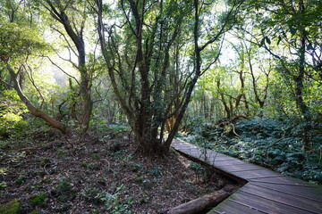 forest walkway in the gleaming sunlight
