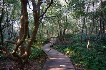 old forest with boardwalk