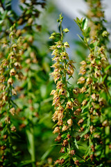 Breitbl&auml;ttrige St&auml;ndelwurz, Epipactis helleborine