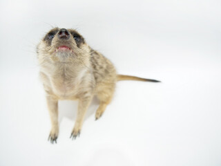 口元から犬歯が覗くミーアキャット