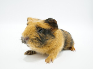 クレステッドモルモットのベビー