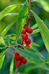 Beeren des Echte Seidelbast, Daphne mezereum