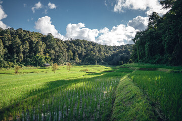 Green rice fild with evening light