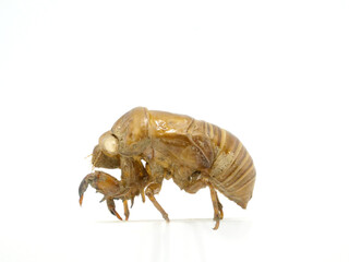 横から見たセミの抜け殻