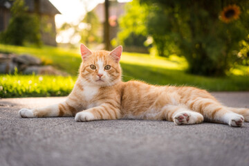 Portrait of cute ginger cat in the garden