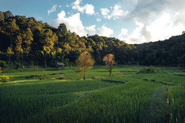 Fototapeta premium Green rice fild with evening light
