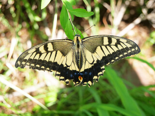 翅を広げてとまっているアゲハ蝶