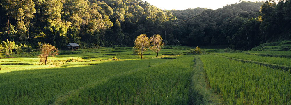 Green rice fild with evening light