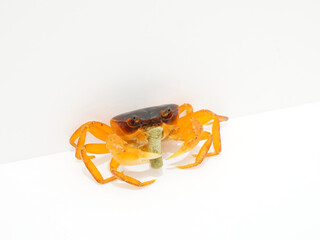 ハサミでつかんでエサを食べるサワガニ