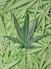 marijuana leaf background