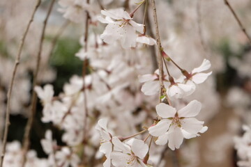 桜と枝