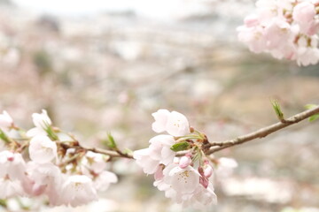 日本の桜