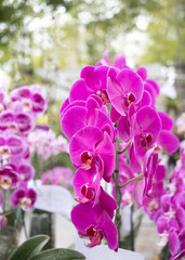 Fototapeta premium purple orchid in a garden