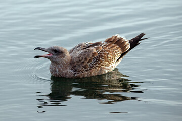 Seagull floating in Morro Bay on the central coast of California United States