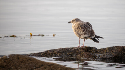 Seagull in Morro Bay on the central coast of California United States