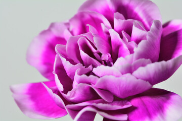 カーネーション