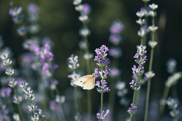 Pieris butterfly on lavender flower and natural background.